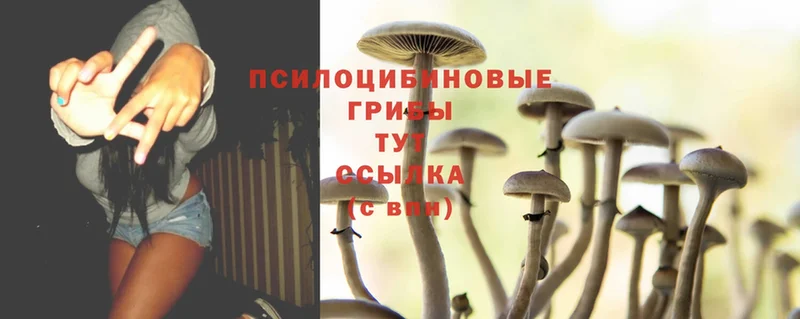 где купить наркоту  Короча  Галлюциногенные грибы MAGIC MUSHROOMS 